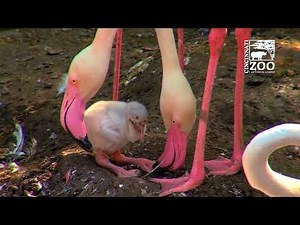 Flamingo Chicks are Hatching - Cincinnati Zoo