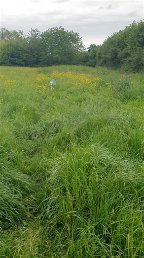 2.9K views · 300 reactions | Florrie Flo at the end of a gallop round the bottom field. Hard to believe she is 16. | Kim's Home for Elderly/Abused Dogs | Facebook