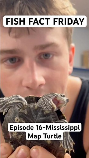 The Magnificent Mississippi Map Turtle #fishfactfriday #turtle #facts #aquarium #aquabeasts