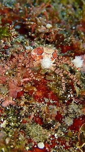 8.9K views · 87 reactions | If we could choose a team of cheerleaders, it would for sure be a team of Pom pom crabs! 呂 How epic are these little guys?   @norinsmarine | Diving Adelaide & Online Dive Gear | Facebook