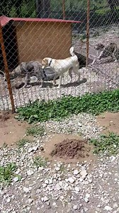 Update: Ruffy a fost adoptat! Multumim! Ruffy a stat în același țarc în urmă cu 2 luni, astăzi a fost adus înapoi, nu am fost de acord să ajungă în lanț pentru că nu îl puteau "controla", la vârsta de 5 luni... fiind pui are nevoie de joacă și bineînțeles de timp să înțeleagă ce este permis sau nu, dar cu cine? Ar trebui noi să dresăm toți câinii până la vârsta de 3 luni să stea pe post de bibelou ca să îi puteți accepta... Așa se comportă ceilalți cu ei, care nu l-au văzut de 2 luni și la fel s