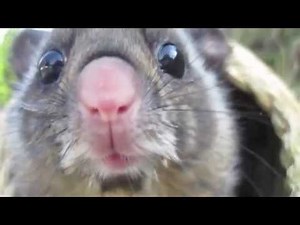 ムササビ Japanese giant flying squirrel