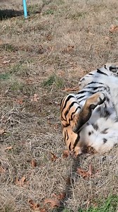 Rayn rolling in the grass! Wishing you all a fun and safe Halloween weekend from us here at the Refuge!🎃 👻 #tiger #rescuecat #halloween #ghost #spookyseason #saturday #caturday #weekend #weekendvibes #tcwr #turpentinecreek #rescuebigcats #notpets #animalsanctuary #bigcats #wildanimals #wildlife #animals #animalkingdom #nwa #ozarks #mountains #arkansas #outdoors #nature #travel #destination #animalrights | Turpentine Creek Wildlife Refuge