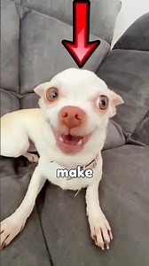 Never Make Your Dog Mad… 😂 #1 is so mean. (Funny Dogs) #shorts #dogs