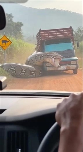 A giant snake is swallowing an entire cow‼️ It was pulled from a truck🫣😮 #shortvideo #snake #anim...
