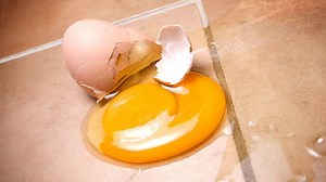 Bakteri Alcaligeneses Viscolactis Sebabkan Black rot Pada Telur