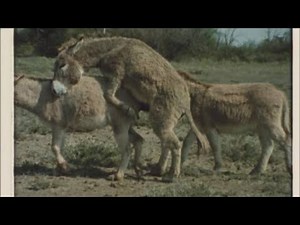 "Donkey Mating | Male and Female Natural Breeding Process"