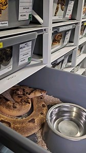 9.9K views · 18 reactions | Pastel super enchi yb clown &  #python #ballpythonmorphs #royalpython #ballpythonbreeder #pythonregius #ballpythonsofig #ballpythonmorph #reptilelover #pythons #ballpythonbreeding #pythonsofinstagram #exoticpets #snakesofig #pets #snakebreeder #petsofinstagram #royalpythonsofinstagram #pet #reptilekeeper #snakelover #bhfyp | Xclusive ball pythons | Facebook