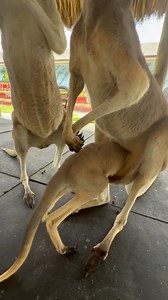 WOW! Not a lot of room left in Mums Pouch.. She will start kicking her out VERY soon! Baby kangaroos have about 5-9 months in the pouch to fully development | Animal EDventure Park & Safari