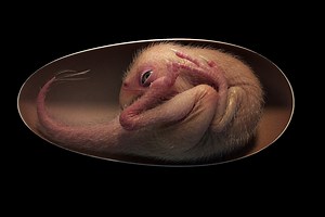 ‘Exquisitely preserved’ dinosaur fossil still inside its egg, reveals ‘bird-like’ hatching posture