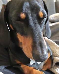 #dachshund #dachshunds #crying #dachshundcrying | Dachshund Lovers Zone