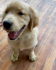 So how’s your hump day going? 🤪 #mischief #wednesdays #puppygram . . . . #goldenretriever #goldensofig #puppiesofinstagram #goldenpuppy #puppylove #retrieverpuppies #retrieverpuppy #goldenretrievers #9gagcute #gloriousgoldens #goldenretrieversworld #retrieverlife #buzzfeedanimals #doglove #bestwoof #barked #dailybarker #dailygolden #cutest_goldens #icanteven #retrievers_ig #goldenlovers #animalsinfluence #pawsup #goldensdaily #goldenretrieversofinstagram #dogsofinstaworld | Max and Finn