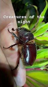 Creatures of the night in Costa Rica 1