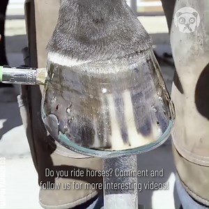 Satisfying process of hoof trimming & restoration Partner: Maupin Farrier Co | Bored Panda Art
