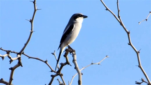 Loggerhead Shrike singing (Lanius ludovicianus) North America, Midwestern, New England, Mid-Atlantic areas. | BIRDS & Nature