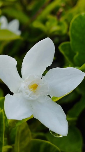 Dragon Thailand on Reels