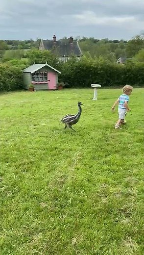 Baby EMU Running Wild At Home With Our Kids 🐒 #shorts