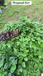 Ягодный Кот — милый рисунок в розовых тонах