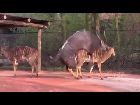 Perkawinan 2 jenis hewan Berbeda / Real! Marriage of two different types of animals occurs.