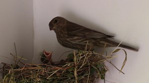 Here follows three videos of the House Finch adults feeding the...