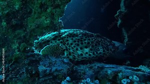 Spotted grouper stands still in a shipwreck corner, guarding the entrance.