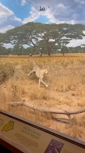 🌪️ The dust that defies gravity! Discover how the dust in our Cheetah diorama has stayed suspended in the air for over 50 years—hear the fascinating story straight from J, an exhibits fabricator at the Museum! | Denver Museum of Nature & Science