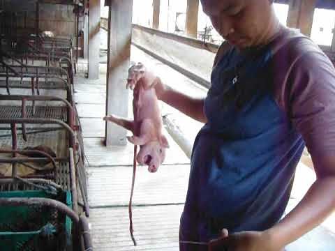 How to take care a newly born piglet