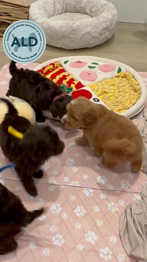 Fun times! 🐶 Blondie/Cold Brew Females: Ayla, Anna-pink. Boys: Axel-blue, Ario-yellow #miniaustralianlabradoodle#australianlabradoodlepuppy#labradoodlelove#labradoodlebreeder#doodlepuppies#doodlepurfect#ald#alaalabradoodles#labradoodlepuppy#sflabradoodles#betterbreedbydesign#doodlemodels | South Florida Australian Labradoodles