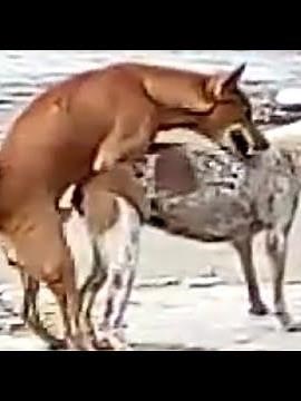 Dog mating | dogs mating