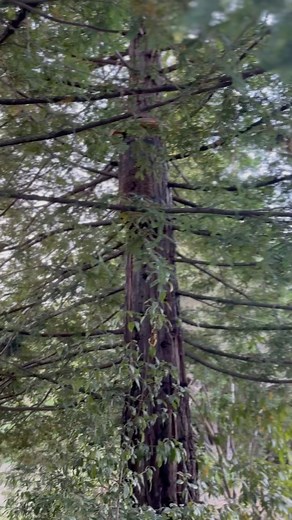 Have you ever seen a log hive on a giant pine tree before? Me neither! 😁🐝💛 awesome surprise @beekeepinginskirts @holistic_wildflower #bee #bees #beesarecool #loghive #pinetree #sonomacounty #naturalbeekeeping #lovebees #abeille #abeja #biene | Beelightful Bee Company