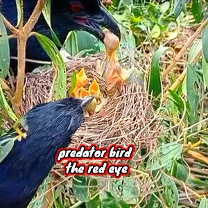 Natural selection‼️The moments cendet birds nest was visited by a bubut bird all three of its chicks were completely wiped out #birds #nature #animals #birdworld #wildlife #birdpark #birdwatching #nationalgeopark #birdlovers #birdeatbird #naturalselection | sahabat Alam22