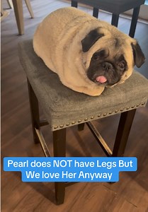 Pearl the Dog Without Legs — Heartwarming Story and Care Tips
