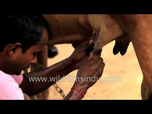 Cow rearing and milking : now India's favourite profession?