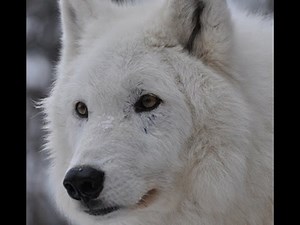 WC Video - 15 February 2013 - Rank Order Observations