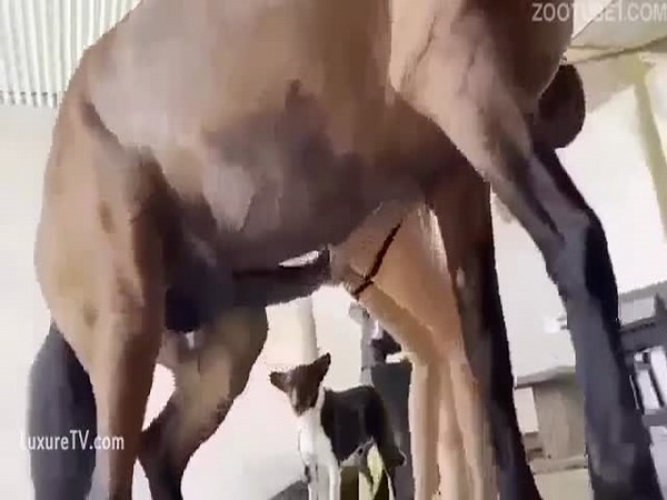 Whore get brutally fucked by horse