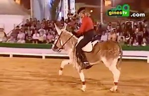 Donkey dressage? Yay or neigh? #dressage #donkey | I Love Dressage