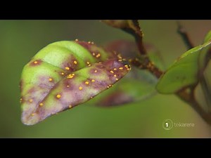 Growing concerns as plant pathogen Myrtle Rust spreads across the country