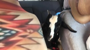 Thank you to everyone who helped me get little Wee Wee McGee to the vet!!! I am so so grateful!! 💖 The vet said he was very very lucky. She was amazed that he hadn’t sustained an injury to his actual eyeball! He has a decent cut in the conjunctiva inside his lower eyelid. Very ouchy she said. I knew it was bad by the amount of blood there was when it happened! He was struck in the eye by another goat’s horn. I gave him pain medicine as soon as it happened after talking to the vet and then with 