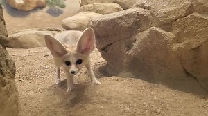 Come see the newest additions to our Desert Gallery: two fennec foxes! 🦊 🦊 DID YOU KNOW fennec foxes are adapted to live in an extremely hot, dry ecosystem? They have very large ears, which help release their body heat into the surrounding air. Additionally, their light-colored fur reflects the sun during the day and keeps them warm at night, and the fur lining their feet prevents burning on hot desert sand. Their large ears also give them excellent hearing, helpful for listening for prey tunn