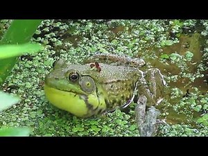 Bullfrog Croaking in the Wild