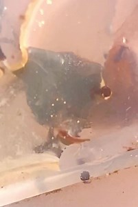 Scout Bee on Reels | Facebook