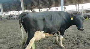 36 litter milk American HF for sale 03042918053 | Captain Dairy Farm