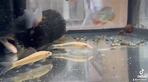 Meet the Golden Chinese Algae Eater! Not only does this vibrant fish add a pop of color to your tank, but it also works hard to keep your aquarium spotless by munching on algae. Perfect for any setup, this golden beauty brings both style and function! 🐠 Ready to add one to your tank? Check them out today! | Pet Zone Tropical Fish, San Diego, California