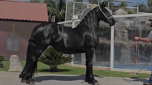 3.2K views · 28 reactions | ⭐9374⭐ YEGUA FRISONA IMPORTADA 3 AÑOS HIJA DE ANN 416 CON 7 MESES DE GESTACION GRAN COMFORMACION Y MOVIMIENTOS  INF. 3312848093, 3316105249 OFICINA. 3919176159 | Frisones El Centenario | Facebook