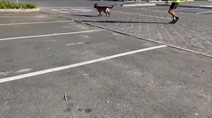 Kyalami Corner is a proudly pet-friendly shopping centre. We know how much your fur kids mean to you, so bring them along for a day out. Kyalami Corner also plays host to a group of volunteers who train search and rescue dogs, giving them a sense of real-situation training. #KyalamiCorner #KyalamiPetFriendly #DogTraining | Kyalami Corner