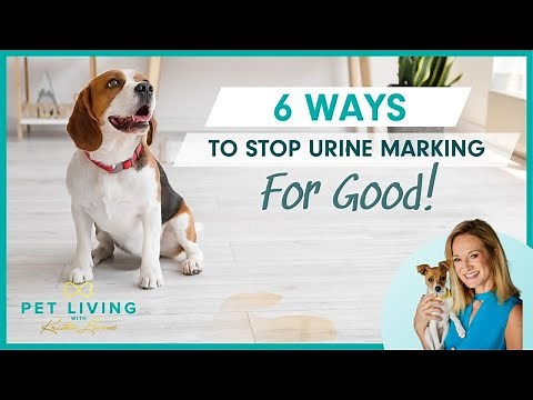 6 Ways to Stop Your Dog's Urine Marking for Good!