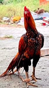 Gaigantic Beautiful Rooster 🐓😱 #fyp #rooster | Sohan Aseel
