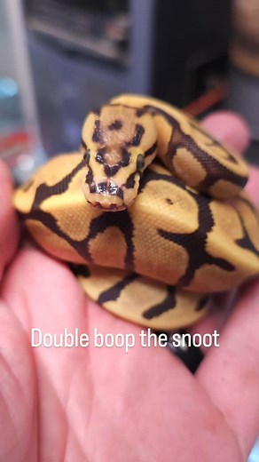 #ballpython #python #pythonsofinstagram #snakebreeder #snake #snakes #snakesofinstagram #boa #boasofinstagram #pet #pets #petsofinstagram #animal #animalsofinstagram #fyp #explorepage #reels #foryou | Tails2Scales Pet Shop