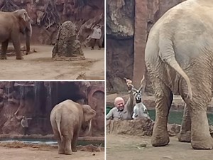 Watch As Elephant Calls for Humans To Help To Save Drowning Antelope