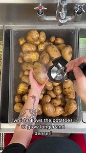 3K views · 56 reactions | We take pride in our potatoes, and this is how you know they’re simply fresh 凜 | Five Guys GB | Facebook